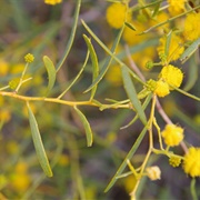 Sandhill Wattle (Acacia Ligulata)