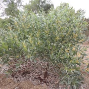 Halls Creek Wattle (Acacia Cowleana)