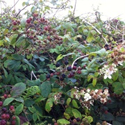 Bramble
