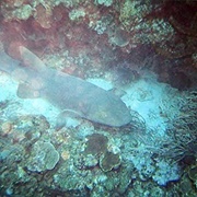 Placencia Scuba Diving