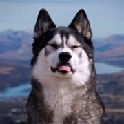 K'eyush the Stunt Dog