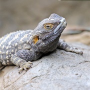 Spiny Tailed Agama (Uromastyx)