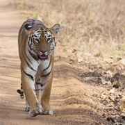 Tadoba Andhari Tiger Reserve