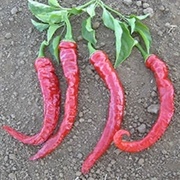 Italian Long Hot Pepper