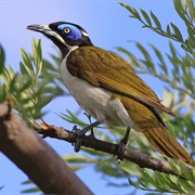 Blue Faced Honeyeater