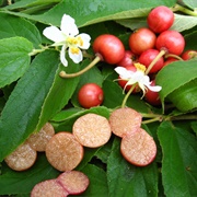 Capuli Cherry