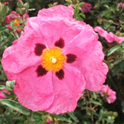Rock Rose