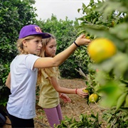 Leket - Harvesting for the Poor