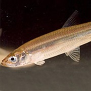 Pond Smelt