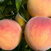 Rio Oso Gem Peach