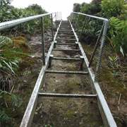 Thompson Track Walk Katikati