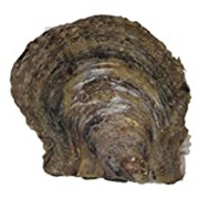 Pearl Oyster