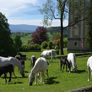 Lipizzaner Stud Farm Piber
