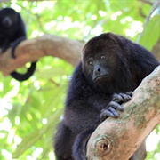 Community Baboon Sanctuary, Belize