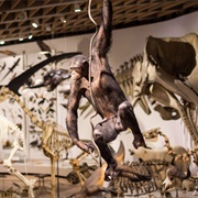 Zoological Museum