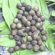 Yellow Walnut (Beilschmiedia Bancroftii)