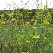 Fennel (Vulgare)