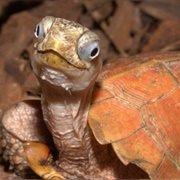 Black Breasted Leaf Turtle