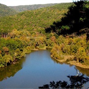 Saint Francis National Forest