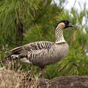 Hawaiian Goose