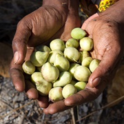 Kakadu Plum