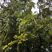 Purple Bauhinia (Phanera Purpurea)
