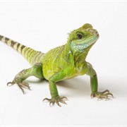 Asian Water Dragon