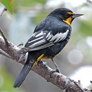 Black-Backed Oriole