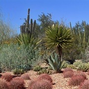 Desert Botanical Garden, Phoenix, Arizona