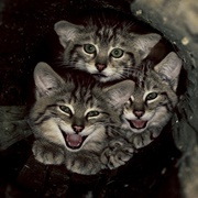 Eifel National Park & Hohes Venn Eifel, Germany / Belgium