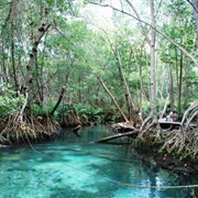 Ojo De Agua Baldiosera, Celestún, Yucatán