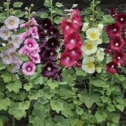 Hollyhock