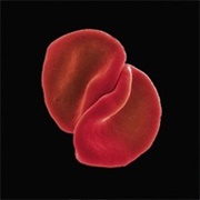 Scratch My Back (Peter Gabriel, 2010)