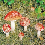 Fungus