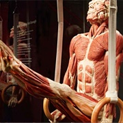 Body Worlds Berlin