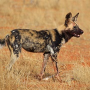 Painted Hunting Dog