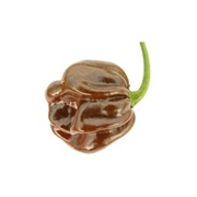 Chocolate Habanero