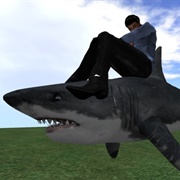 Sat on a Live Shark