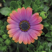 African Daisy