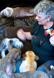 41 Dogs in My Home (2015)