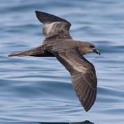 Jouanin's Petrel