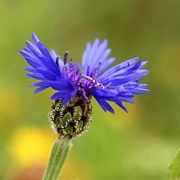Syrian Cornflower Aka Knapweed