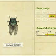 Robust Cicada