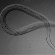 Hookworm