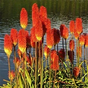 Red Hot Pocker