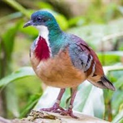 Bleeding Heart Pigeon