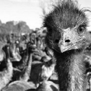 Emu War