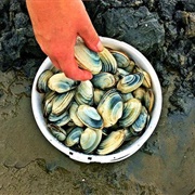 Clam Dig & Bake
