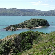 Mokopuna Island