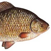 Crucian Carp
